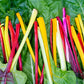150 RAINBOW MIX SWISS CHARD Mixed Colors Beta Vulgaris Vegetable Seeds