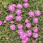 25 Table Mountain ICE PLANT Magenta Fuchsia Delosperma Cooperi Hardy Pink Carpet Flower Seeds