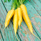 300 SOLAR YELLOW CARROT Daucus Carota Vegetable Seeds