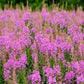 300 FIREWEED / ROSEBAY (Great Willowherb) Epilobium Angustifolium Flower Seeds