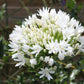 25 WHITE LILY of the NILE Agapanthus Orientalis African Lily Flower Seeds