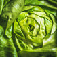 2000 BIBB LETTUCE Butterhead Lactuca Sativa Vegetable Seeds