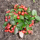 20 Creeping WINTERGREEN / TEABERRY Gaultheria Procumbens Evergreen Flower Seeds