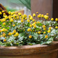 100 TOOTHACHE / EYEBALL PLANT Spilanthes Oleracea Red & Yellow Flower Herb Seeds