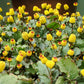 100 TOOTHACHE / EYEBALL PLANT Spilanthes Oleracea Red & Yellow Flower Herb Seeds