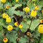 100 TOOTHACHE / EYEBALL PLANT Spilanthes Oleracea Red & Yellow Flower Herb Seeds