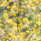 10 SPICEBUSH Wild Allspice Lindera Benzoin Northern Spice Bush Red Berry Yellow Flower Seeds