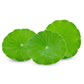 50 SPADELEAF Edible Coinwort Centella Asiatica Gotu Kola Herb Pink Flower Seeds