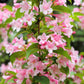 50 OLD FASHIONED WEIGELA Florida Bush Shrub Flower Seeds