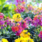 300 Mixed Colors ENGLISH Aegean WALLFLOWER Cheiranthus Cheiri Erysimum Pink Red Yellow Purple Bicolor Flower SeedsSeeds
