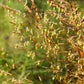 250 Ornamental INDIAN GRASS Sorghastrum Nutans Native Indiangrass Seeds