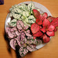 10 Dwarf Mixed Colors POLKA DOT PLANT Red Pink White Rose Splash Select Hypoestes Phyllostachya Flower Houseplant Seeds
