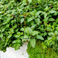 20 CORSICAN MINT Mentha Requienii Herb Fragrant Ground Cover Flower Seeds