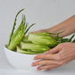 250 CICORIA CATALOGNA Puntarelle Chicorium Chicory Vegetable Seeds