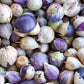 50 PURPLE TOMATILLO Husk Tomato Physalis Ixocarpa Fruit Vegetable Seeds