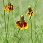 500 MEXICAN HAT Ratibida Columnaris Columnifera Red & Yellow Native Flower Seeds