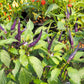 50 PURPLE CAYENNE PEPPER Hot Capsicum Annuum Vegetable Seeds