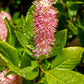 20 Pink SUMMERSWEET BUSH Clethra Alnifolia Rosea Fragrant Flower Shrub Seeds