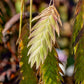 100 RIVER OATS (Northern Sea Oats / Inland Oats) Ornamental Uniola Latifolia Grass Seeds