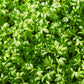 1500 WRINKLED CRINKLED CRESS Garden Lepidium Sativum Greens Vegetable Seeds