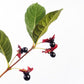 25 TWINBERRY HONEYSUCKLE Lonicera Involucrata California Bearberry Black Twin Berry Endangered Native Sun or Shade Shrub Yellow Red Hummingbird Flower Seeds