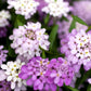 2000 Fairy DWARF MIX CANDYTUFT Iberis Umbellata Flower Seeds