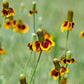 500 MEXICAN HAT Ratibida Columnaris Columnifera Red & Yellow Native Flower Seeds