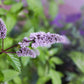 500 SPEARMINT (English Mint) Mentha Spicata Herb Flower Seeds