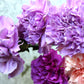 100 Mixed CARNATION / DOUBLE DIANTHUS Chinensis Flower Seeds