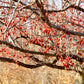 20 AMERICAN HIGHBUSH CRANBERRY Viburnum Trilobum Red Fruit White Flower Shrub Seeds