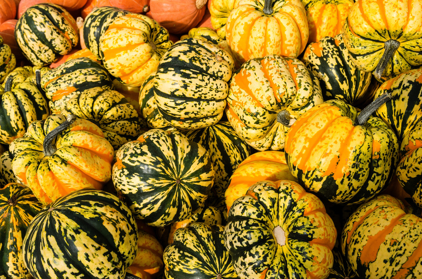 15 CARNIVAL SQUASH Winter Cucurbita Pepo Vegetable Seeds