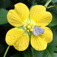 1000 Yellow SEEDBOX (Bushy Water Primrose / Rattlebox / False Loosestrife) Ludwigia Alternifolia Flower Seeds