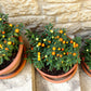 25 JERUSALEM CHERRY Madeira Winter Solanum Pseudocapsicum Flower Seeds