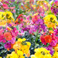 300 Mixed Colors ENGLISH Aegean WALLFLOWER Cheiranthus Cheiri Erysimum Pink Red Yellow Purple Bicolor Flower SeedsSeeds