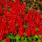 50 RED SALVIA Splendens St. John's Fire Scarlet Sage Flower Seeds