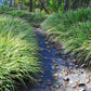 200 PRAIRIE DROPSEED Ornamental Native Grass Sporobolus Heterolepis Seeds