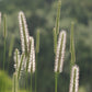500 DERBY TIMOTHY GRASS Ornamental Phleum Pratense Seeds