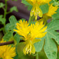 10 CANARY CREEPER NASTURTIUM Vine Tropaeolum Peregrinum Yellow Canarybird Flower Seeds
