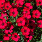 500 Red SCARLET FLAX Linum Grandiflorum Rubrum Flower Seeds