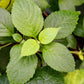 500 CLOVE BASIL Ocimum Basilicum Herb Flower Seeds