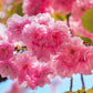 10 JAPANESE FLOWERING CHERRY Tree Oriental Prunus Serrulata Flower Seeds