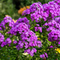 10 Tall PURPLE PHLOX Paniculata Garden Summer Native Hummingbird Flower Seeds