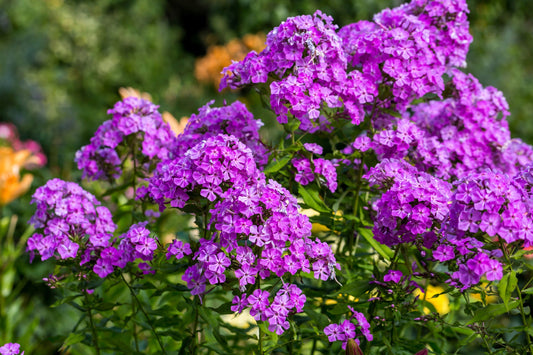 10 Tall PURPLE PHLOX Paniculata Garden Summer Native Hummingbird Flower Seeds
