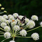 30 ANGELICA Archangelica Officinalis Edible Archangel / Holy Ghost Herb Seeds