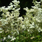 20 QUEEN of the MEADOW Filipendula Ulmaria Meadowsweet Native Prairie Fragrant White Flower Seeds
