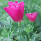 100 PURPLE Gleam CALIFORNIA POPPY Eschscholzia Californica Flower Seeds