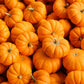 20 JACK Be LITTLE PUMPKIN Miniature Vegetable Cucurbita Pepo Seeds