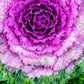 50 MIXED ORNAMENTAL CABBAGE Flowering Cabbage Brassica Oleracea Seeds
