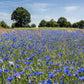1000 Dwarf Blue BACHELORS BUTTON CORNFLOWER Centaurea Cyanus Flower Seeds