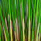 50 UMBRELLA PALM TREE Cyperus Involucratus Papayrus Sedge Seeds